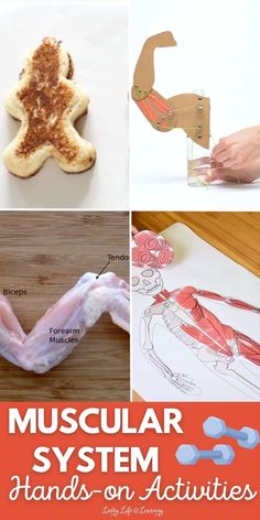 several pictures with words describing the muscular system and hand - on activities for kids to learn