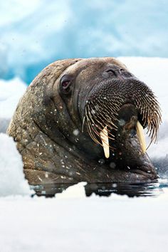 a walpopotamus swimming in the water with it's mouth open