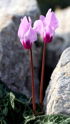 two pink flowers sitting on top of a rock