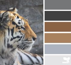 a tiger is sitting in front of a stone wall and color swatches are shown