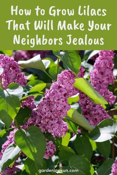 purple lilacs with green leaves and the words how to grow lilacs that will make your neighbors's jealouss