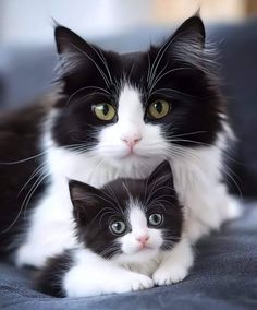 two black and white cats sitting on top of a bed next to each other with green eyes