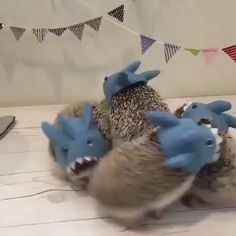 two blue birds are sitting next to each other on the floor with bunting flags in the background