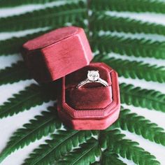 an engagement ring sits in a velvet box on top of a fern - like plant