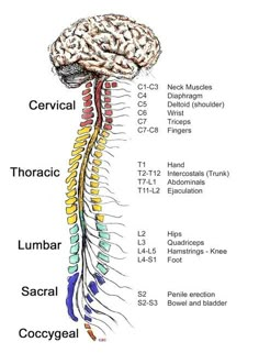 the human nervous system is shown in this diagram, and shows its major functions as well as