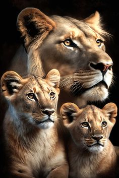 three lion cubs sitting next to each other in front of a black background with their mother