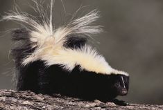 a black and white striped skunka sitting on top of a tree branch with long hair blowing in the wind