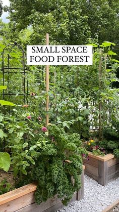 a garden filled with lots of plants next to a sign that says small space food forest