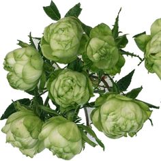 a bunch of green flowers on a white background