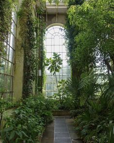 the inside of an old greenhouse with lots of plants and greenery on the walls