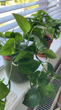 two potted plants on a windowsill in front of a window with white blinds