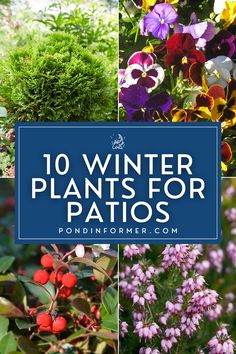 Article about the 10 best winter plants for patios, ideal for enhancing your outdoor space during the cold season.

Winter plants for patios, Winter plants, Winter garden, Winter