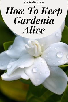 a white flower with the words how to keep gardenia alive in front of it