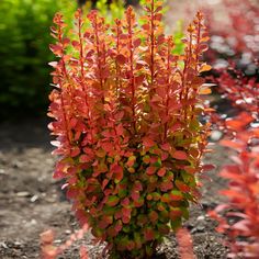 red and green plants are growing in the dirt near some bushes with yellow leaves on them