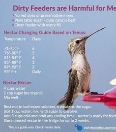 a hummingbird sitting on top of a bird feeder with information about it's feeding time