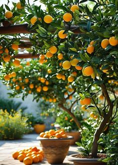 an orange tree with lots of ripe oranges on it's branches and in pots