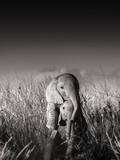 an elephant and its baby are standing in the tall grass, black and white photograph