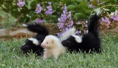 two small black and white skunks are in the grass next to purple flowers