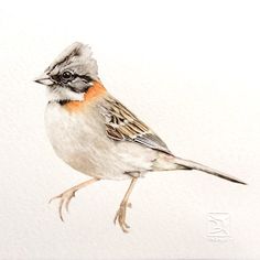 a watercolor painting of a bird sitting on top of a white surface with orange and gray feathers