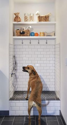 a brown dog standing on its hind legs in a white tiled bathroom with black tile flooring