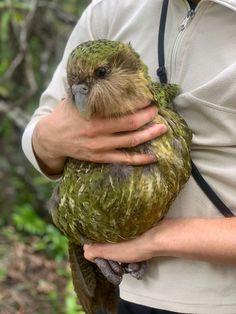 a man holding a green bird in his hands