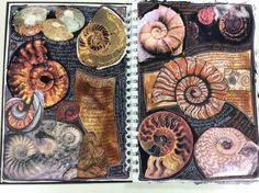 an open book with pictures of seashells on it