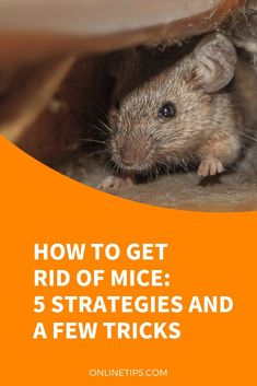 how to get rid of mice 5 strategy and a few tricks