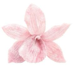 a pink flower on a white background