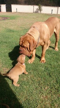 two dogs playing with each other in the grass