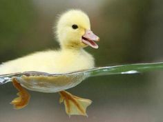 a duckling floating in the water with its mouth open