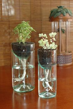 there are four different vases with plants in them and one is filled with water