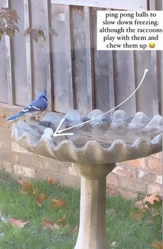 a blue bird sitting on top of a bird bath