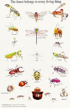 an insect poster with different types of bugs and insects on it's back side