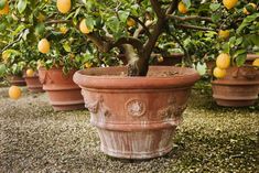 there are many potted lemon trees in the yard