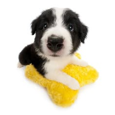 a black and white dog laying on top of a yellow stuffed animal toy in front of a white background