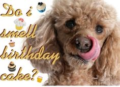 a happy birthday card with a poodle sticking its tongue out and cupcakes in the background