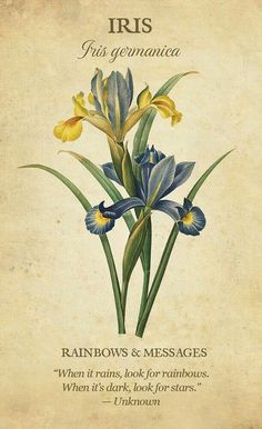 iris flowers on an old parchment paper with the words iris's genanace