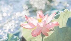 a large pink flower sitting on top of a lush green leaf covered field next to water