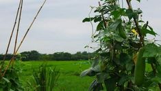 green plants growing in the middle of a field