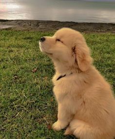 a puppy sitting on the grass looking up at something in the sky with its eyes closed