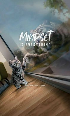 a cat standing on its hind legs in front of a window with the words mindset is everything