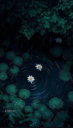 two water lilies floating on top of lily pads in a pond surrounded by greenery