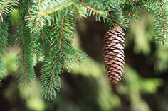 a pine cone hanging from a tree branch