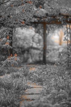 black and white photograph of trees with orange flowers in the foreground, on a path