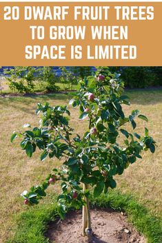 Small Orchard Garden, Small Fruit Trees, Food Forest Garden, Nut Trees, Growing Trees