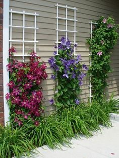 some flowers are growing on the side of a building