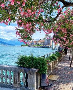 pink flowers are growing on the trees by the water's edge, with a pier in the background