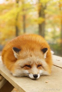 a red fox sleeping on top of a wooden bench