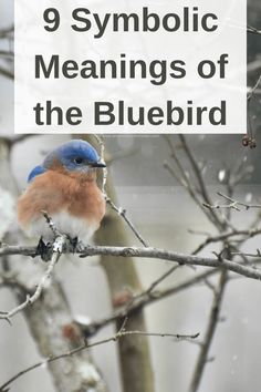 a blue bird sitting on top of a tree branch with the words 9 symbolic meaningss of the bluebird