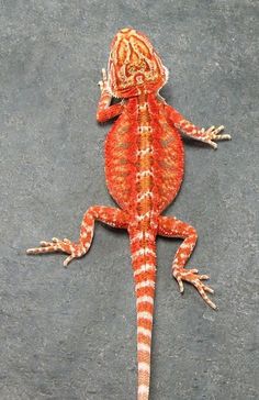 an orange and white lizard sitting on top of a cement floor next to a wall